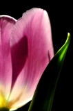 DSC_5635c.jpg
