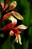 DSC02147c.jpg