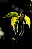 DSC_8546c.jpg