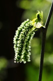 DSC_8571c.jpg