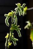 DSC_8575c.jpg
