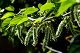 DSC_8580c.jpg