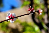 DSC_8525c.jpg