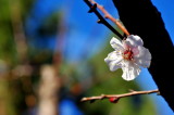 DSC_8529c.jpg