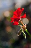 DSC_9047c.jpg