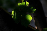 DSC_9080c.jpg