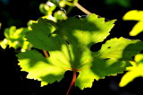 DSC_9073c.jpg