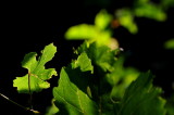 DSC_9075c.jpg