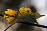 DSC_9106c.jpg