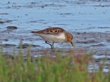 Red-necked Stint