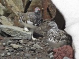 White-tailed Ptarmigan