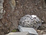 White-tailed Ptarmigan