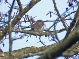 Northern Pygmy-Owl