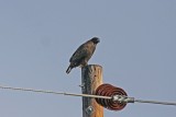 Dark morph Harlans Red-tailed Hawk
