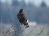Harlans Red-tailed Hawk