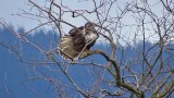 Harlans Red-tailed Hawk