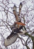 Harlans & Western Red-tailed Hawks in conflict