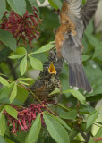 1-Robin IMGP0345a.jpg