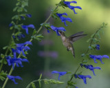 Salvia guaranitica Anise Sage IMGP2234a.jpg