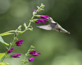 Salvia Envy IMGP3073a.jpg