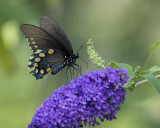 Pipevine Swallowtail female IMGP4606a.jpg