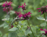 Monarda Raspberry Wine IMGP6316a.jpg