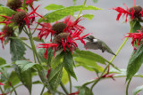 Monarda Jacob Cline IMGP6428a.jpg