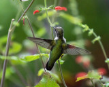 Salvia_gachantivana_IMGP7352a.jpg