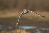 Short - eared Owl