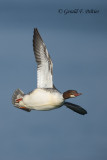 Common Merganser (f)