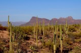 Saguaro National Park - West