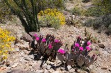 Anza Borrego Desert State Park