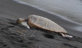 Sleeping Turtle on Hawaii Black Sand Beach