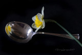 great grandmothers silver berry spoon