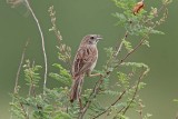 Botteris Sparrow 