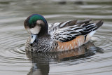 Chiloe Wigeon