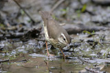 Louisiana Waterthrush