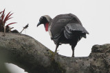 Black-fronted-Piping-Guan