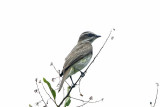Piratic Flycatcher