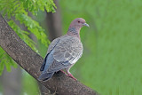 Picazuro Pigeon