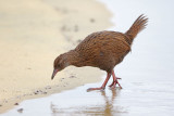 Weka