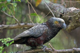 Cockatoos, Parrots, Parakeets, Rosella