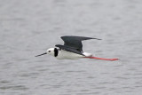 Pied Stilt