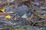 Stewart Island Robin