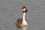 Australasian Crested Grebe