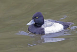 Greater Scaup 