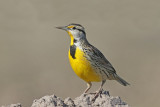 Eastern Meadowlark