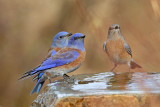 Western Bluebird