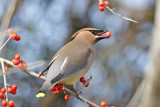 Cedar Waxwing