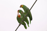 Red-Lored Parrot 